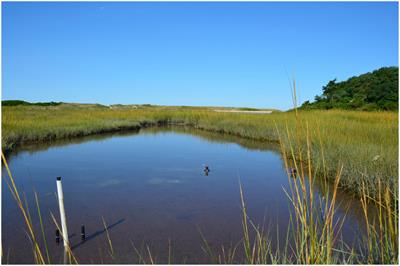 Natural and anthropogenic carbon input affect microbial activity in salt marsh sediment